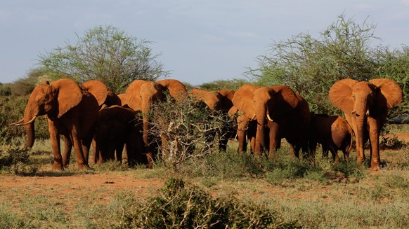 epa05213330 A family of elephants during an elephant collaring operation in Tsavo East National Park, approximately 337km south east from Nairobi, Kenya, 15 March 2016. KWS and Save The Elephants (STE ...