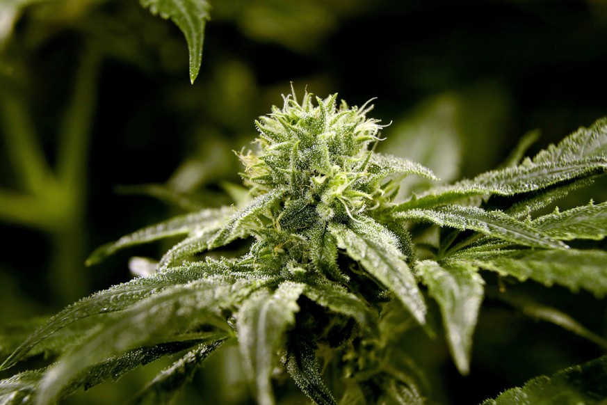 FILE - This March 22, 2019 file photo shows a bud on a marijuana plant at Compassionate Care Foundation&#039;s medical marijuana dispensary in Egg Harbor Township, N.J. A bipartisan group of U.S. lawm ...
