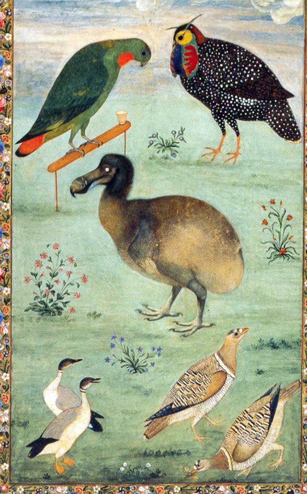 Eine der wenigen realistischen Abbildungen eines lebenden Dodos (Mitte) schuf der indische Maler Mansur zu Beginn des 17. Jahrhunderts.