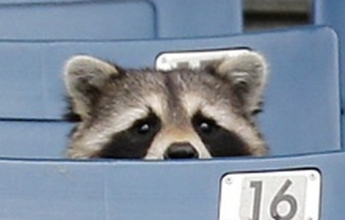 cute news tier waschbär

https://www.reddit.com/r/hmmm/comments/10gu8yv/hmmm/