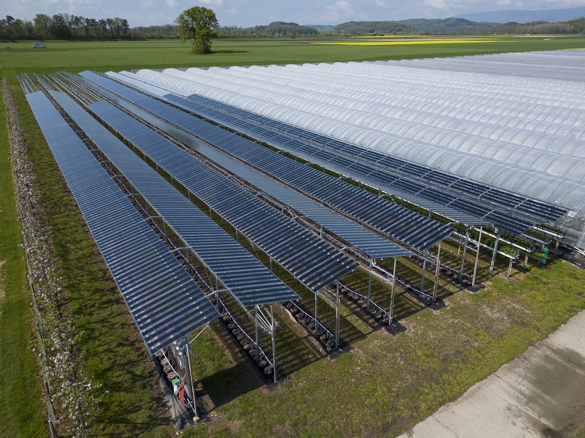 Solarpaneele bedecken Beerenkulturen waehrend einer Rundgang durch die Anlage von Beerenland AG auf Medienveranstaltung zum Thema: "Beeren und Energie: so funktioniert Agri-PV", am 2. April  ...