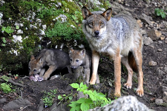 ZUM ENTSCHEID DES STAENDERATS, DEN SCHUTZ DES WOLFS NICHT AUFZUHEBEN, STELLEN WIR IHNEN AM MITTWOCH 9. MAERZ 2016 FOLGENDES BILDMATERIAL ZUR VERFUEGUNG --- Two wolf cubs born end of May eat under the  ...