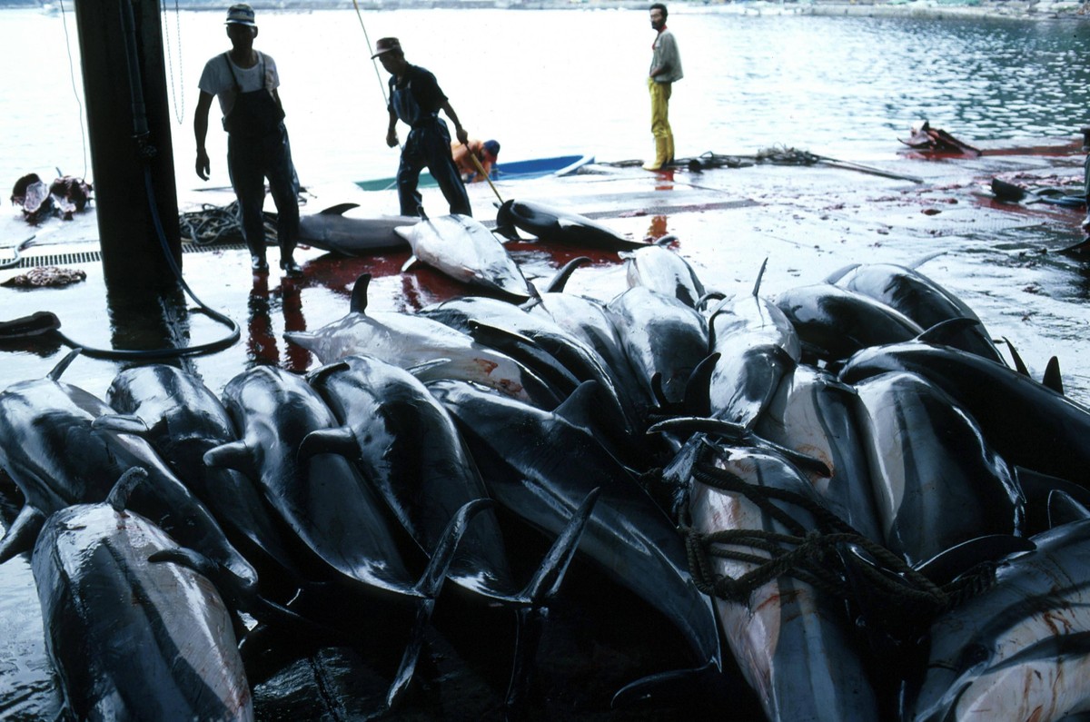 Dolphin Industry in Japan UnitedArchives00918516