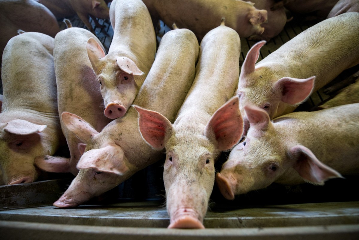Schweine in einer Intensivtierhaltung.