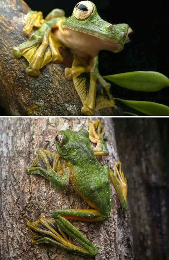 cute news tier frosch


https://www.instagram.com/p/CTUlNjBhTwq/