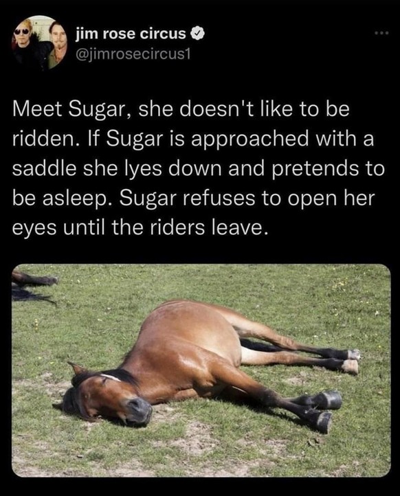 PICDUMP 430 вЂ“ Spassigkeiten gepaart mit einer kleinen AbkГјhlung рџҐ¶\nIch mag Sugar, wir sollten alle mehr sein wie Sugar wenns um Arbeit geht.