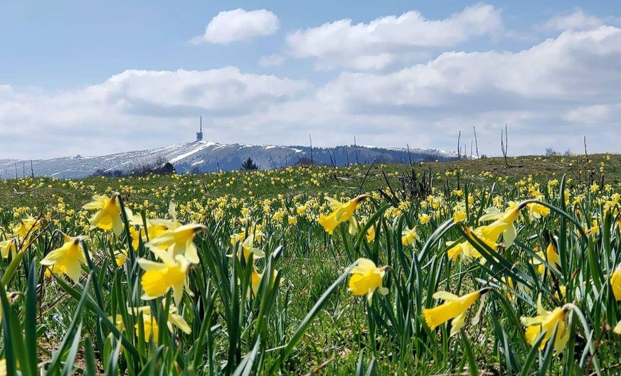 Rauszeit Narzissenwanderung Berner Jura Mont Sujet