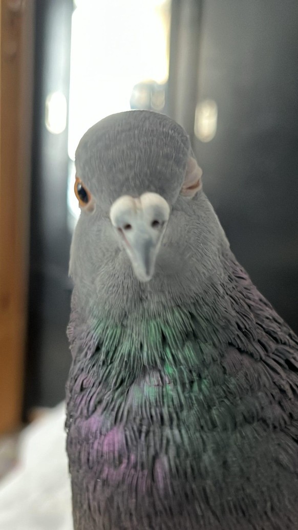 cute news tier taube

https://www.reddit.com/r/Birdsfacingforward/comments/1uc2pkw/wink_wink/