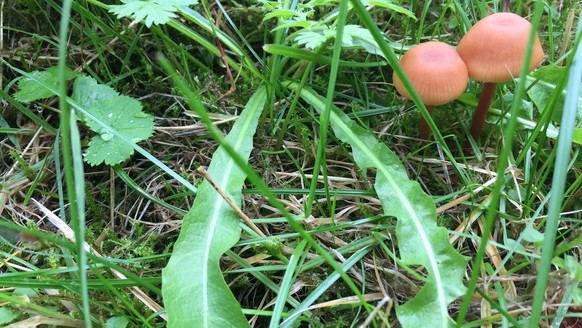 Sind das Spitzenkegelige Kahlköpfe?