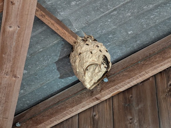 Schädlingsbekämpfer Josua Sommer entfernt ein Hornissennest in Epsach im Kanton Bern.