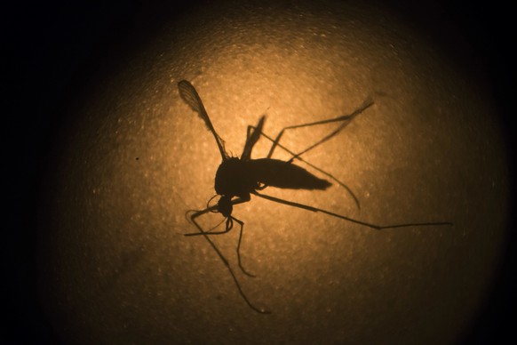 FILE - In this Jan. 27, 2016, file photo, an Aedes aegypti mosquito known to carry the Zika virus, is photographed through a microscope at the Fiocruz institute in Recife, Pernambuco state, Brazil. Zi ...