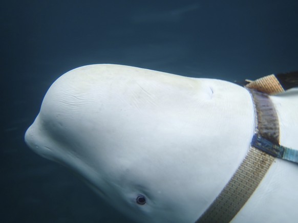 A beluga whale seen as it swims next to a fishing boat before Norwegian fishermen removed the tight harness, swimming off the northern Norwegian coast Friday, April 26, 2019. The harness strap which f ...