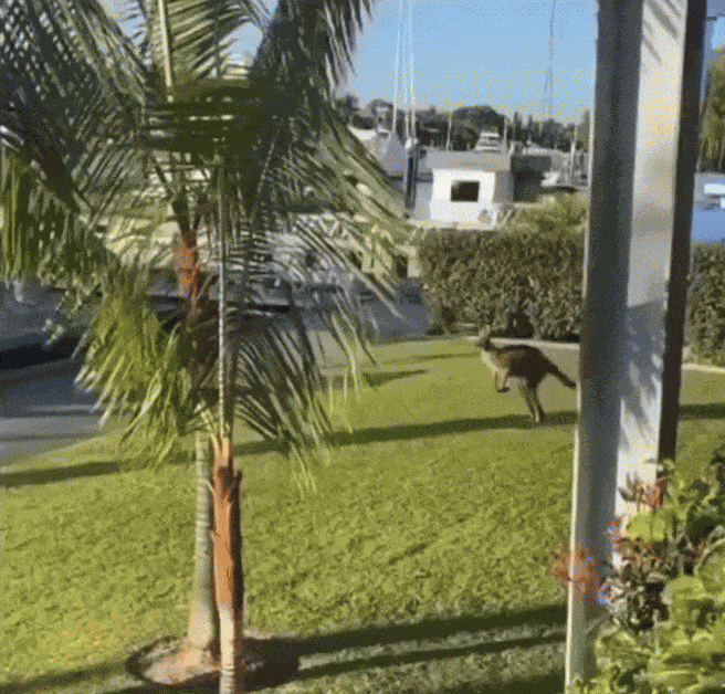 Animiertes GIF