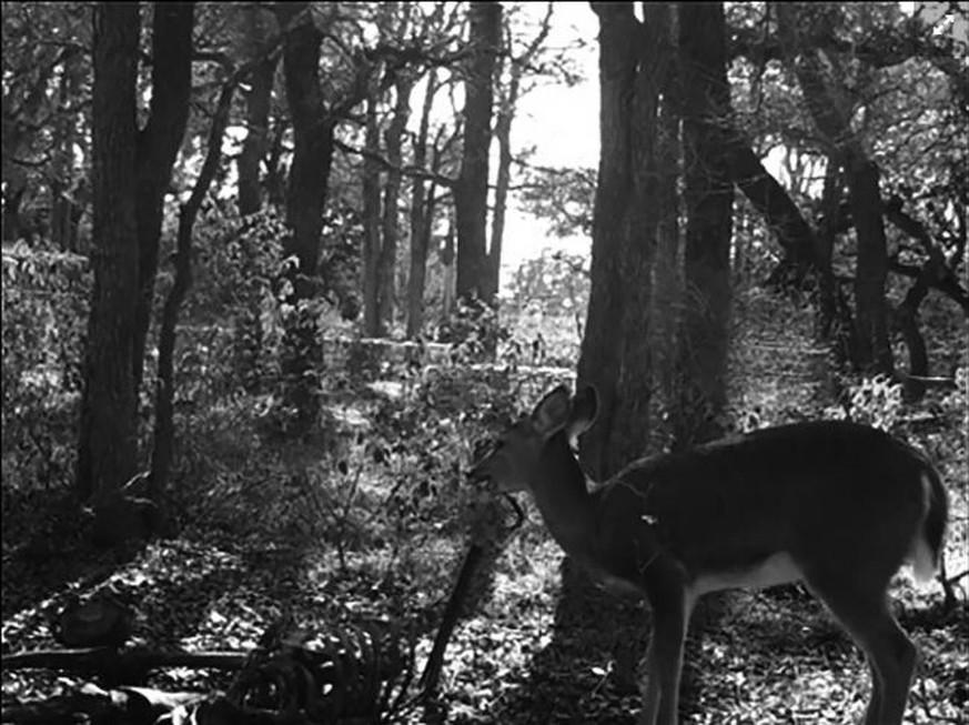 Hirsch mit menschlichen Überresten in der Fotofalle