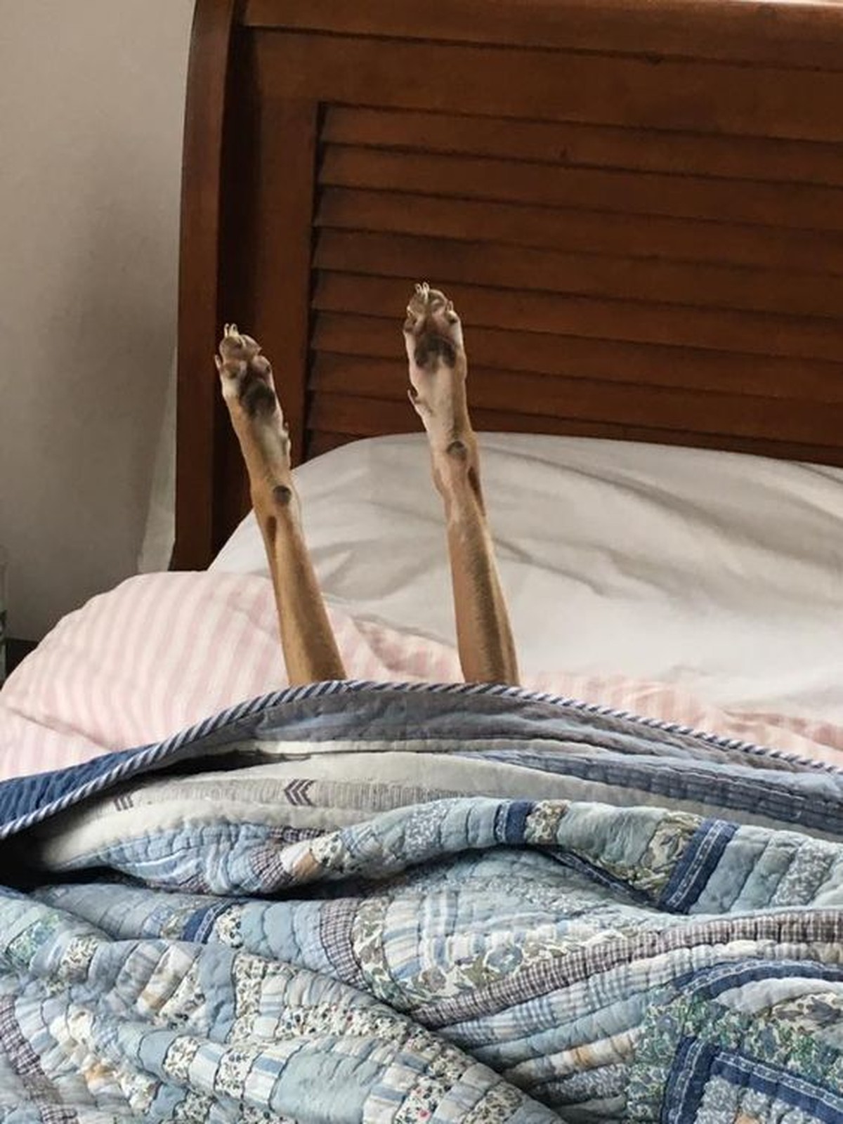 Hund schläft