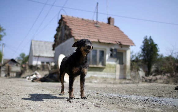Hund in Serbien.&nbsp;