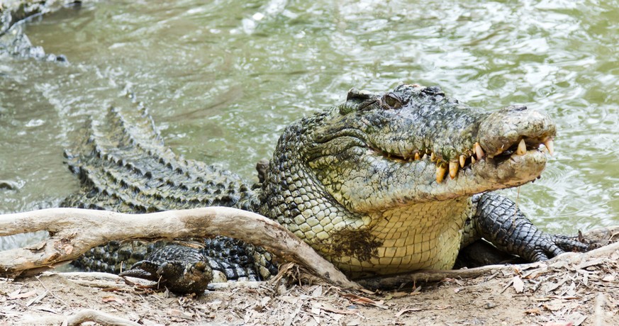 Mit Krokodilen ist nicht zu spassen.