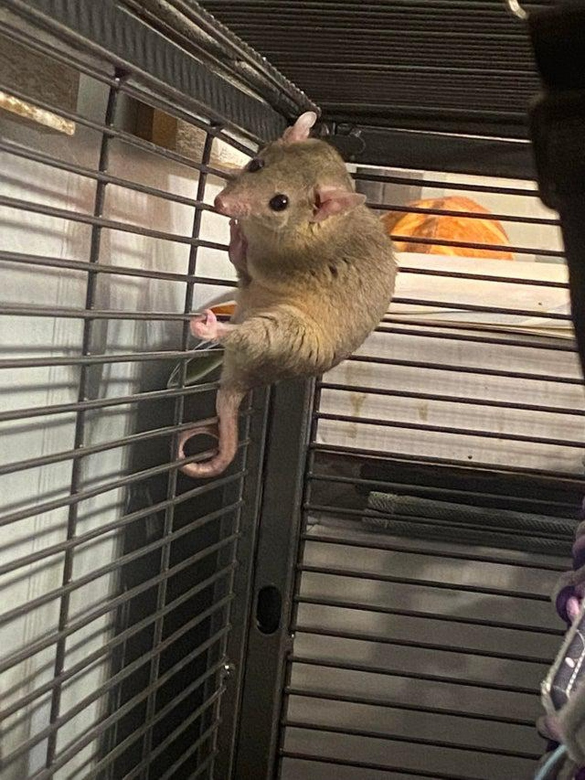 cute news tier animals