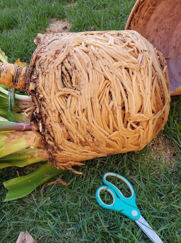 Es fällt mir nicht leicht, dieses Wurzelgeflecht nicht mit ein wenig Knoblauch, Olivenöl und Peperoncino anbraten zu wollen.