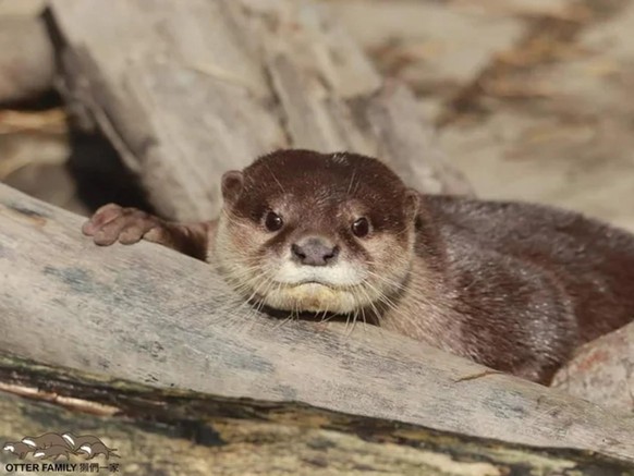 cute news otter tier animal

https://www.reddit.com/r/Otters/comments/t47tyi/smile/