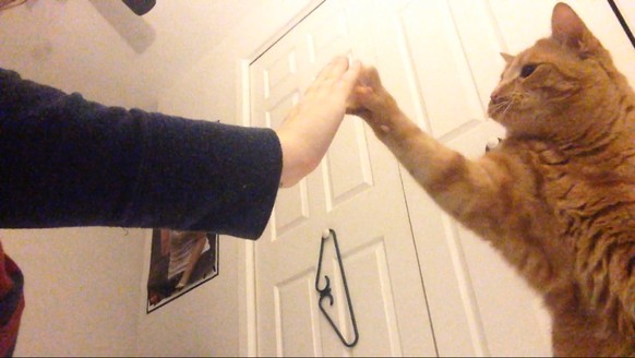 Katze mit Kind High-Five

http://imgur.com/gallery/plvwjmc