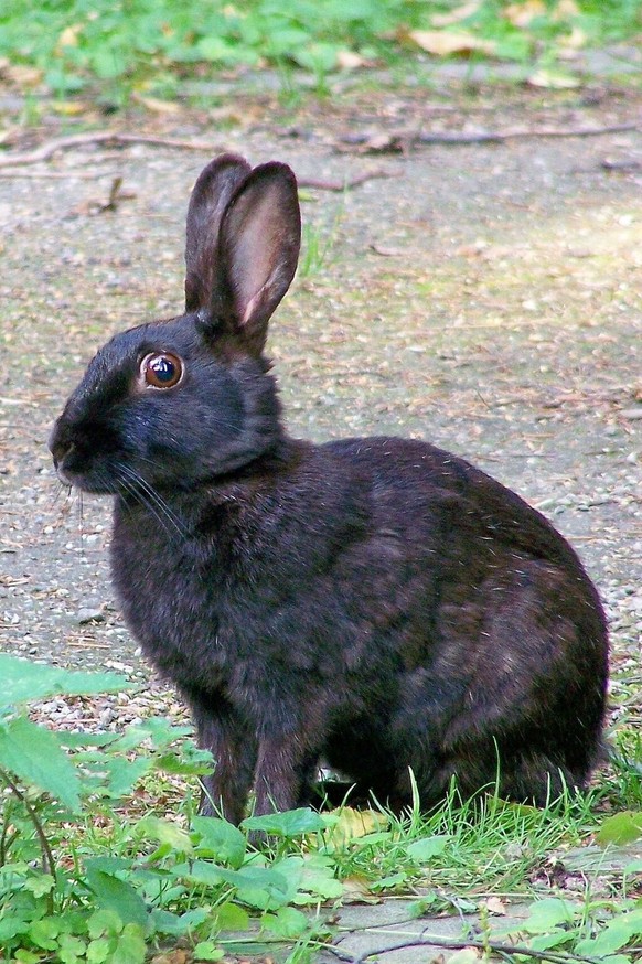 schwarzer hase
