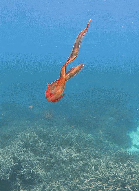 Animiertes GIF