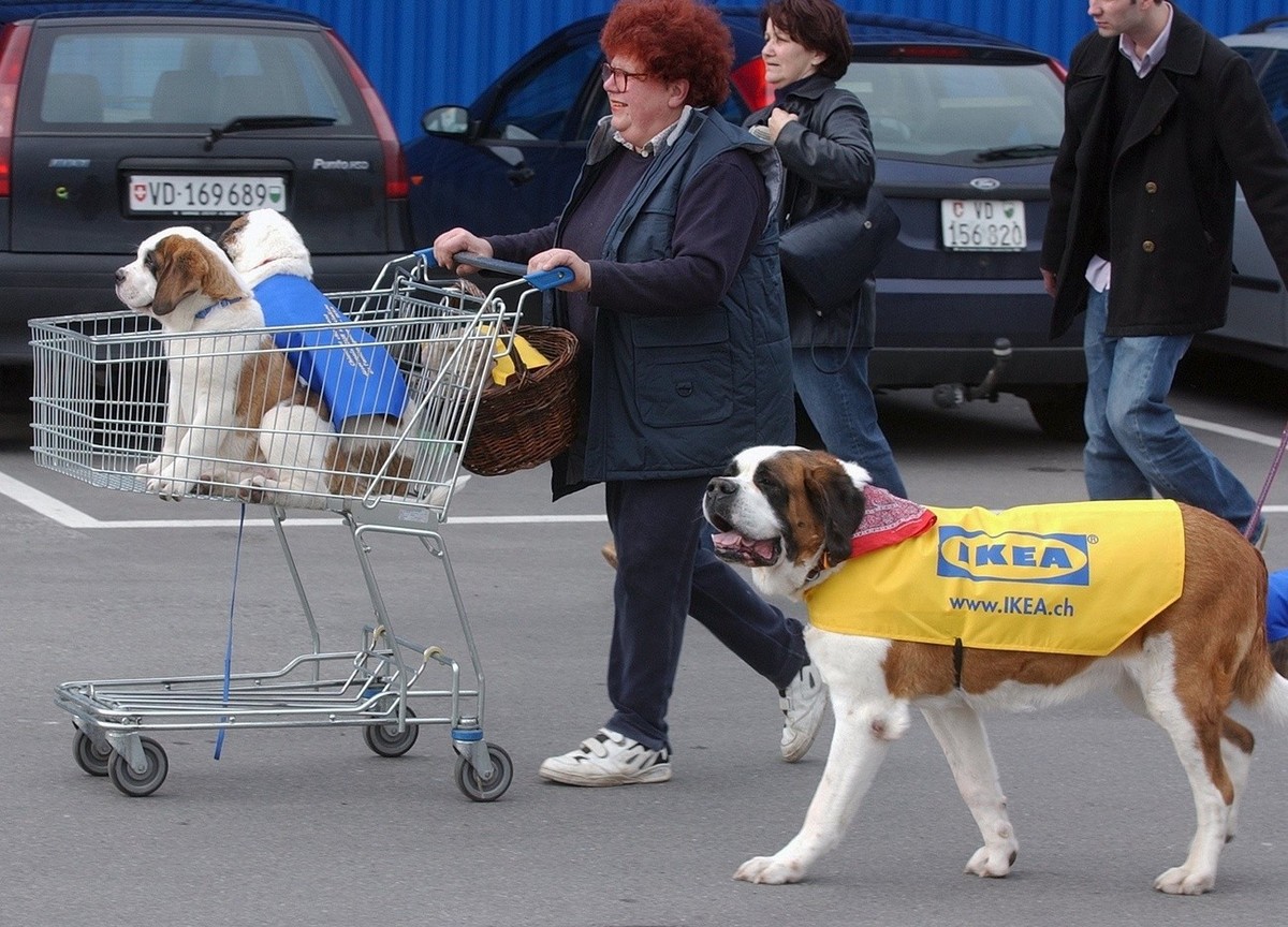 Eine Schar Hunde der Waadtlaender Hundefreunde besucht die IKEA-Filiale in Aubonne (VD) am Freitag, 26. Maerz 2004. Neuerdings bietet das Schwedische Einrichtungshaus ein Sortiment fuer Tiere an. Von  ...