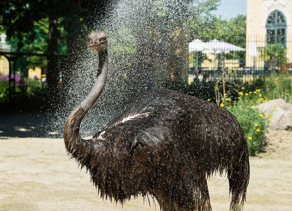 ABD0022_20150706 - WIEN - ÃSTERREICH: ZU APA0113 VOM 6.7.2015 - Die Tiere im Tiergarten SchÃ¶nbrunn haben ihre eigenen Methoden, um der Hitze zu entkommen: schattige PlÃ¤tze aufsuchen, sich weniger b ...