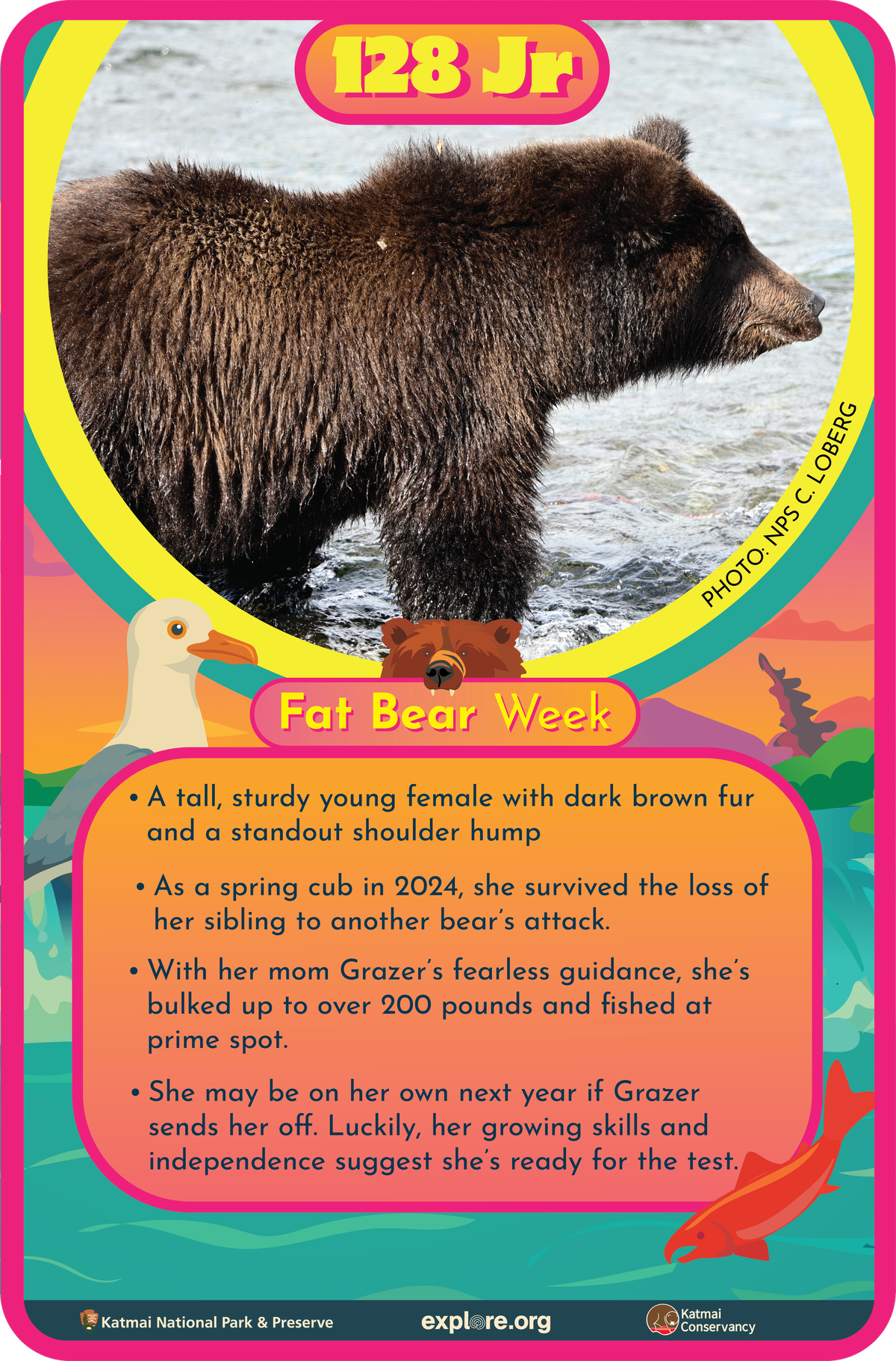 Bär 128 Junior Fact Card