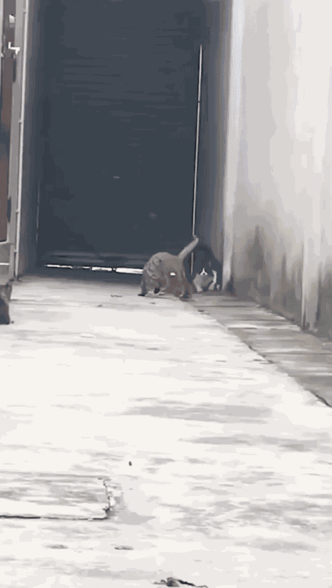 Animiertes GIF