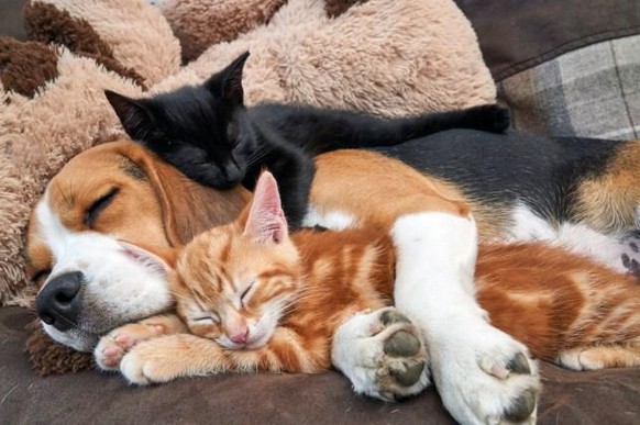 Cute News Express! Hier kommt eine schnelle Ladung süsse Tierbilder!
😍