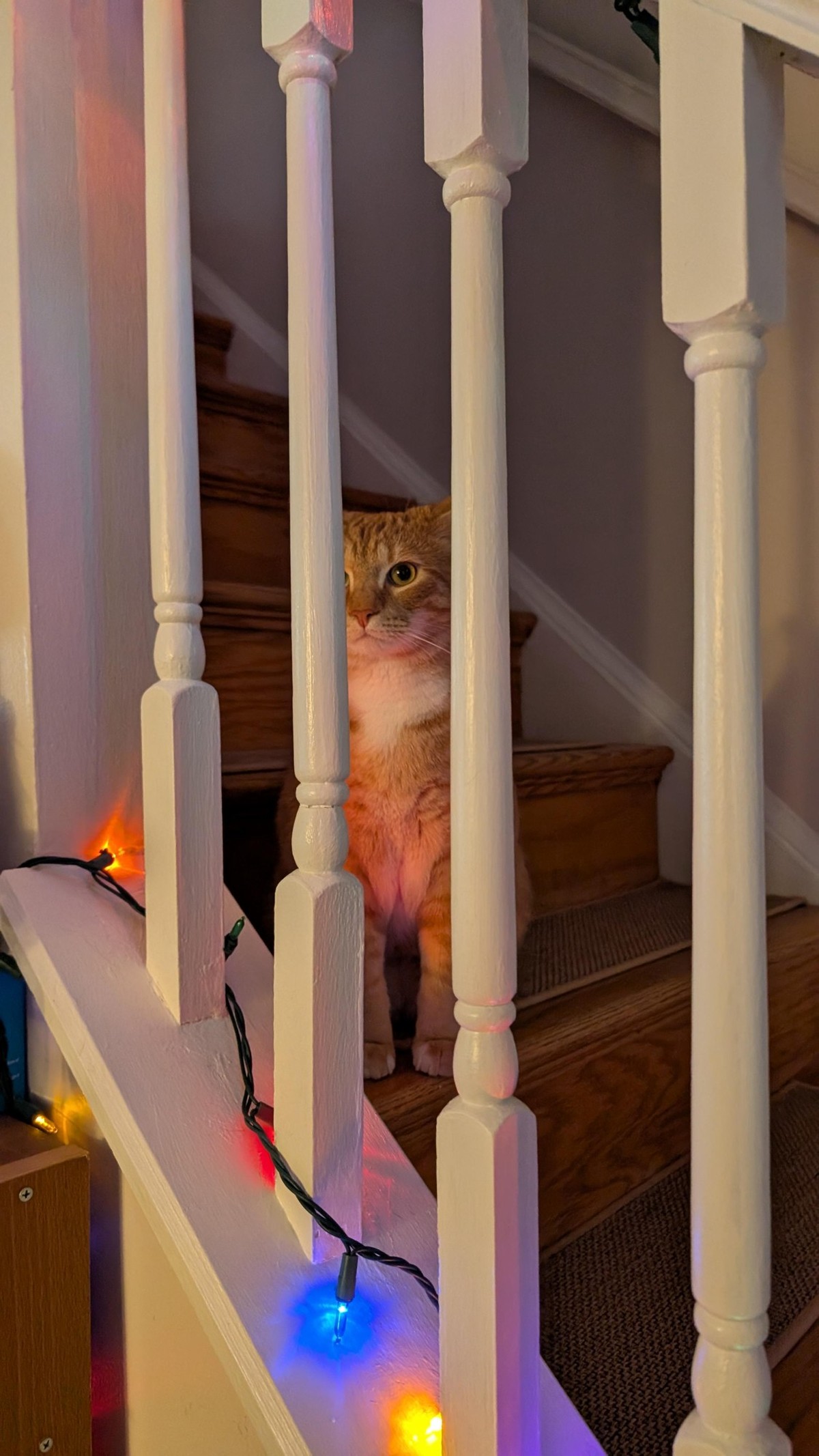 cute news tier katze

https://www.reddit.com/r/catstairs/comments/1pgy8yl/telling_christmas_ghost_stories_on_the_stairs/