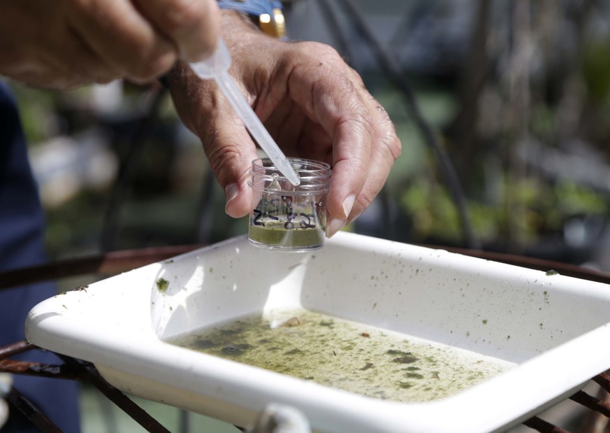 FILE - In this Tuesday, June 28, 2016 file photo, Evaristo Miqueli, a natural resources officer with Broward County Mosquito Control, takes water samples decanted from a watering jug, checking for the ...