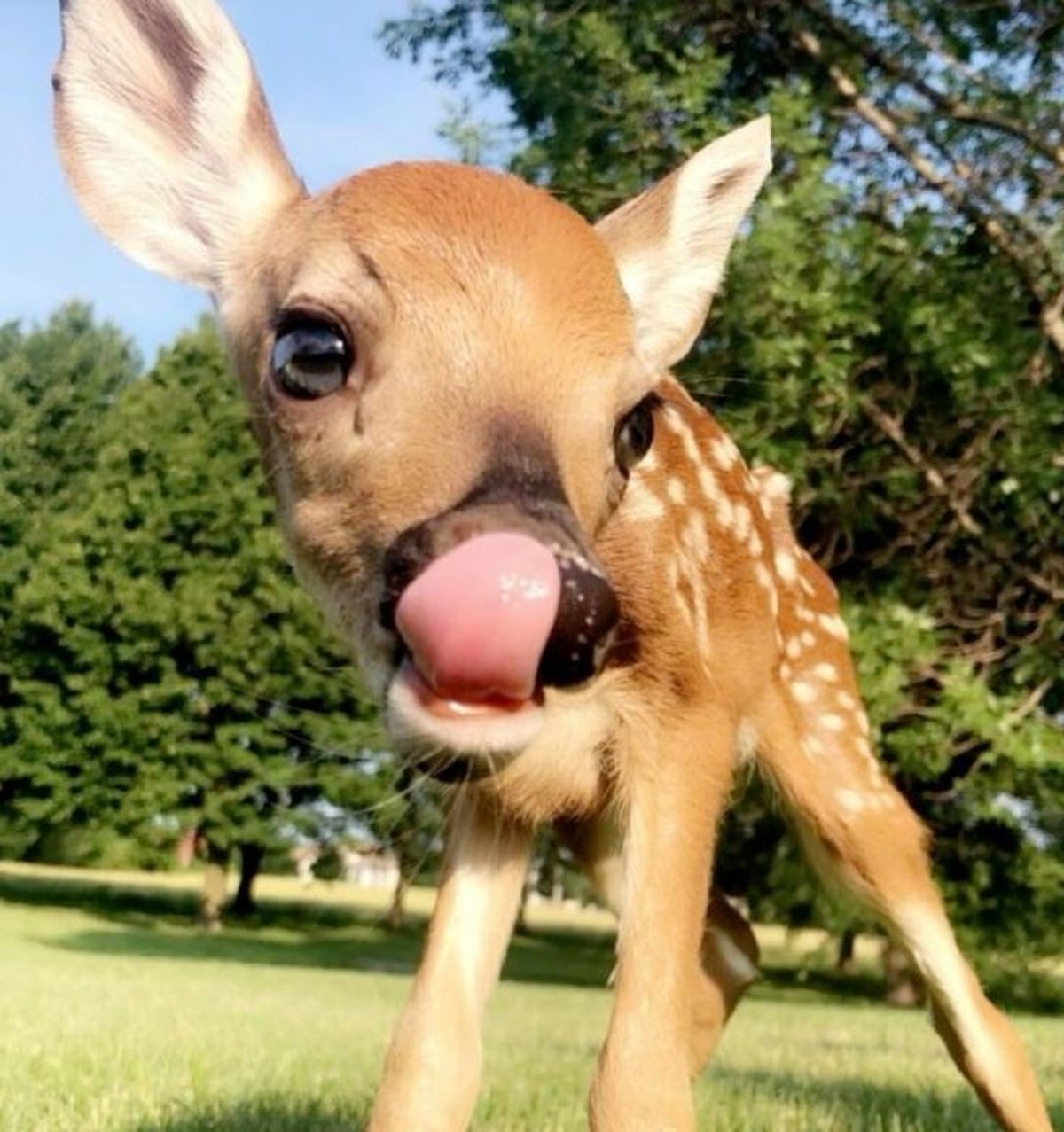 cute news tier reh

https://ch.pinterest.com/pin/1121888957179831371/