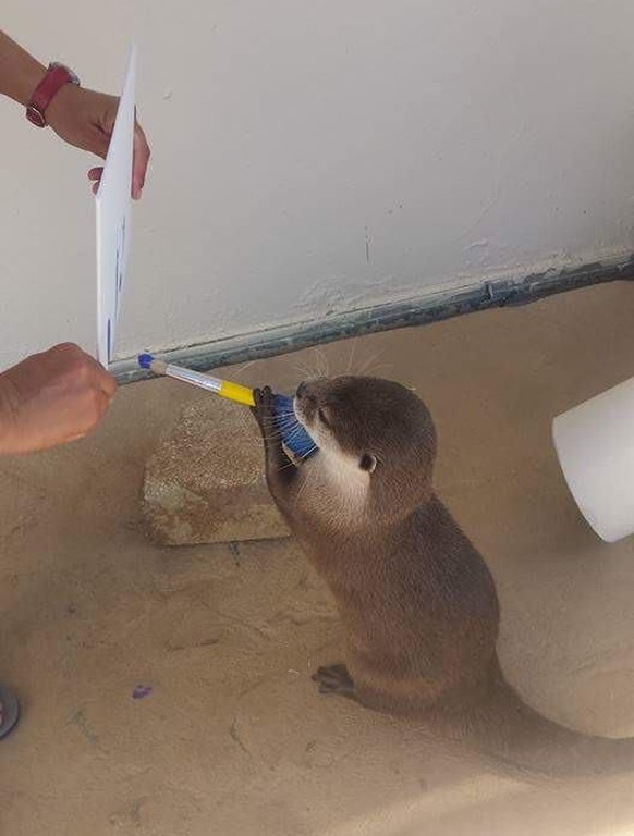 Otter zeichnet
Cute News
https://imgur.com/gallery/dHW51