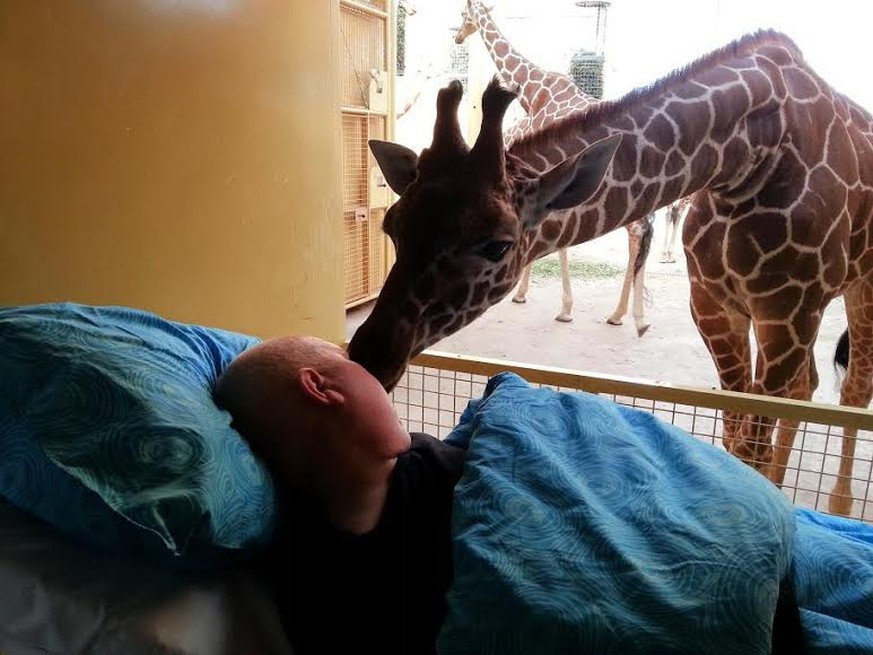 Giraffen küssen ihren sterbenden Pflegerfreund - watson
