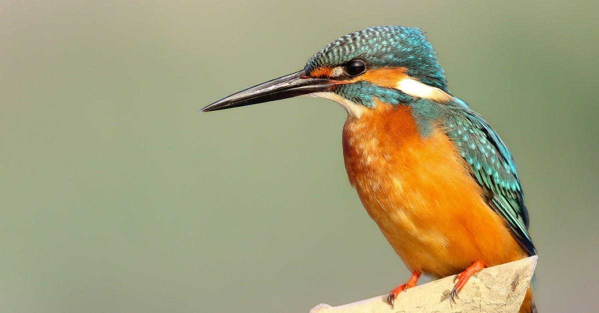 Eisvogel-gewinnt-Abstimmungs-Krimi-und-ist-Schweizer-Vogel-des-Jahres-2026