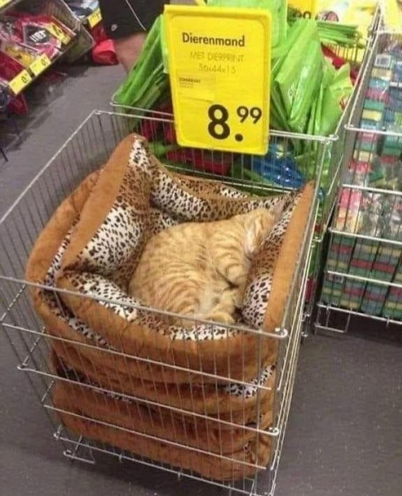 cute news tier katze

https://www.reddit.com/r/IfIFitsISits/comments/1qhywtj/its_a_perfect_fit/