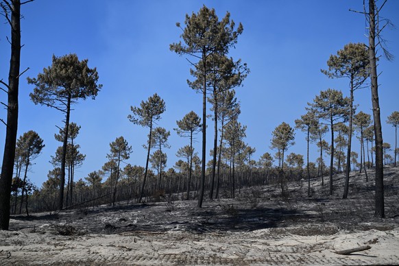 A charred forest as wildfires rage near Lege Cap Ferret, outside Bordeaux, France, Monday, July 27, 2026. (AP Photo/Emma Da Silva)
France Wildfires