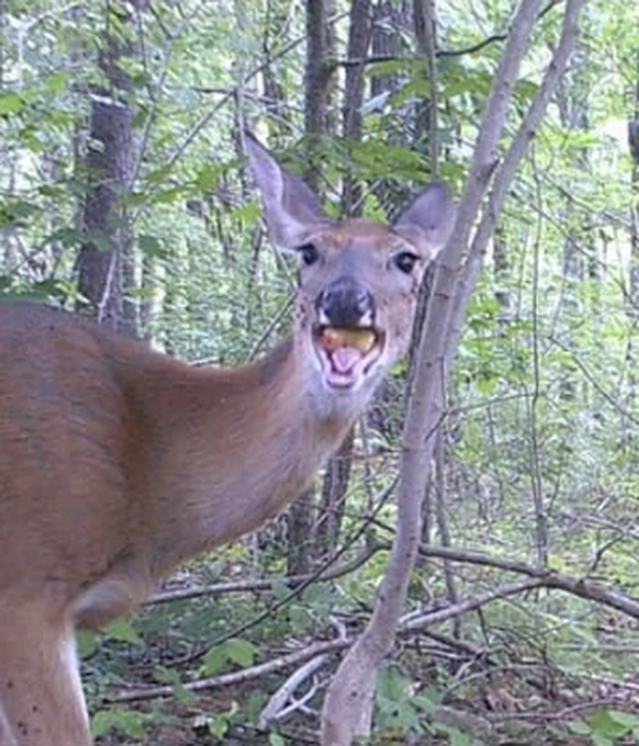 Lustiger Bilder von der Wildtierkamera
