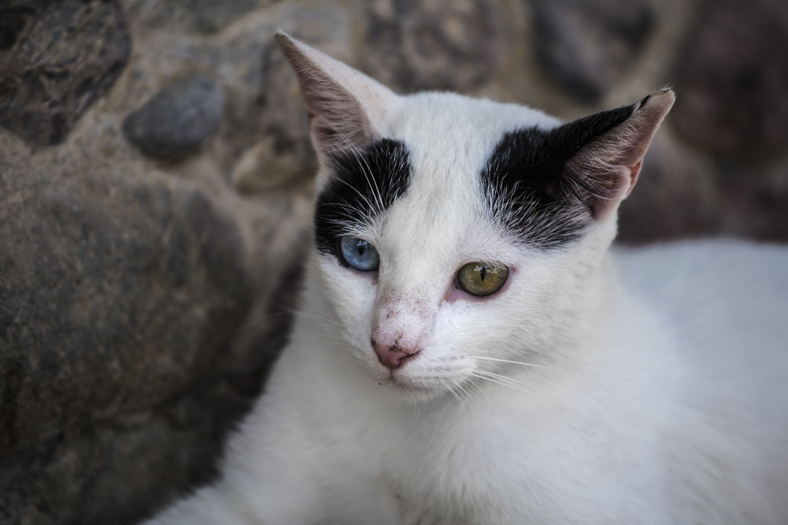 Odd-eyed Katzen mit zweifarbigen Augen. Katzenaugen