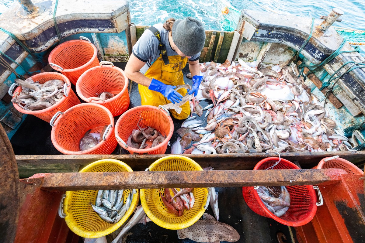 epaselect epa08815530 Crew member Nathan Harman sorts fish following the first catch of the day on board the fishing trawler 'About Time' in the English Channel, off the south coast of Newha ...