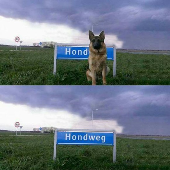 PICDUMP Nummer 369. Höhö. Hö.\nSorry, der kommt auch flach...😬😂