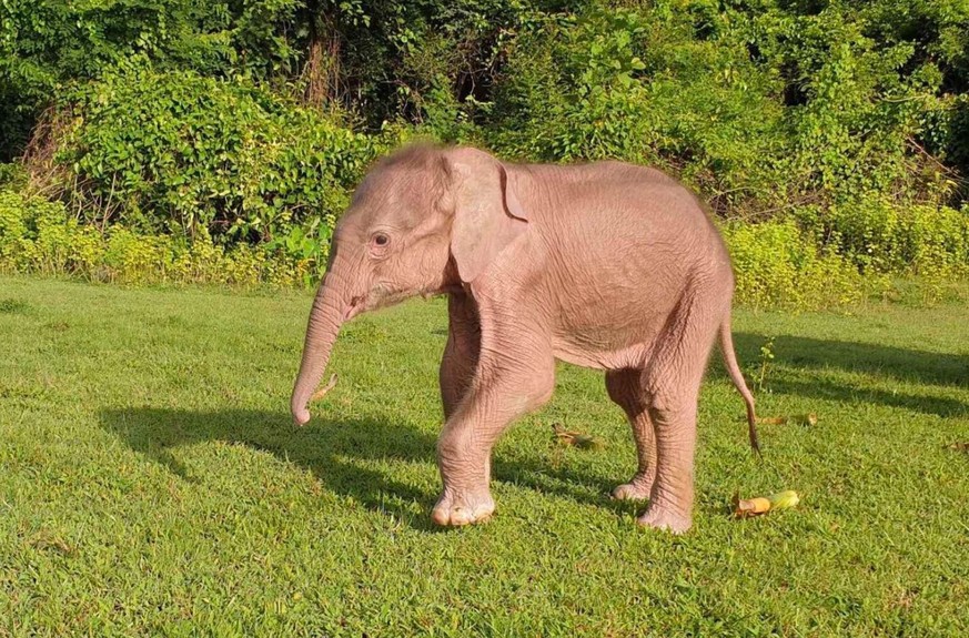 Sieht aus wie ein gewöhnlicher Elefant, ist aber ein seltenes Exemplar.