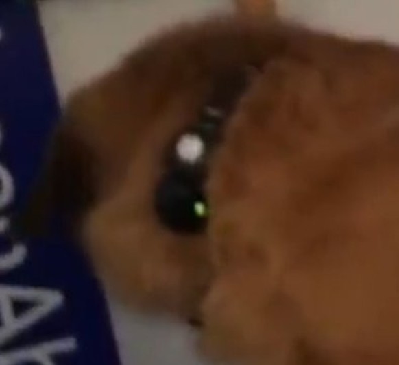 Dieser Screenshot aus dem Livestream von Hasan Piker soll zeigen, dass sein Hund ein Elektroschock-Halsband trägt. Oktober 2025.