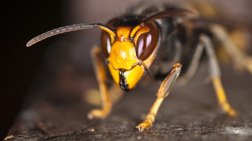 Vespa velutina Asiatische Hornisse (Bild: wikimedia)