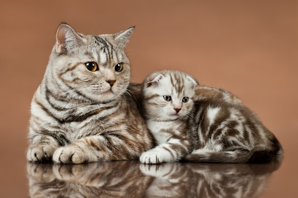 Katzenmutter mit ihrem Jungen Baby