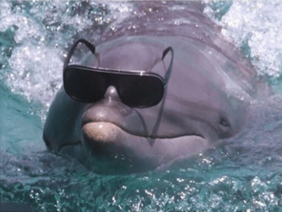 Delfin
Cute News
https://me.me/i/this-dolphins-eyes-are-nowhere-near-the-sunglasses-im-crying-8020924