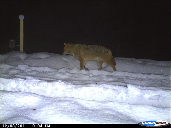 Das erste Foto eines Goldschakals in der Schweiz entstand während dem Luchsmonitoring in den Nordwestalpen im Winter 2011/12.